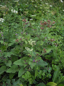 Arctium minus